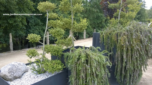 Romero rastrero en macetas