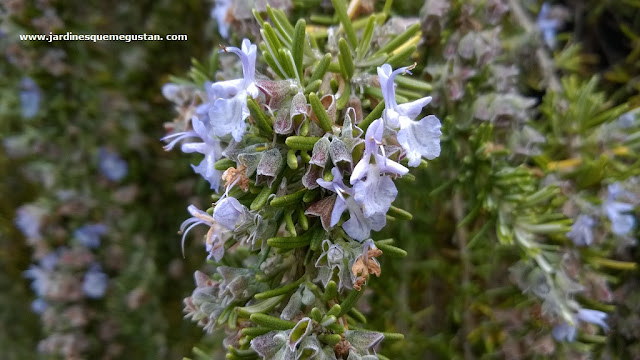 Romero rastrero (Rosmarinus officinalis var. prostratus)
