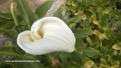 Cala (Zantedeschia aethiopica)