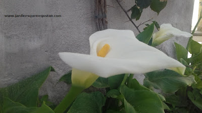Cala (Zantedeschia aethiopica)