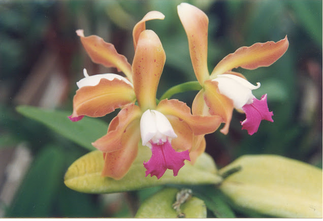 Orquídea Cattleya Hawaiian Variable ‘Prasan’ Orquídea Cattleya Hawaiian Variable ‘Prasan’