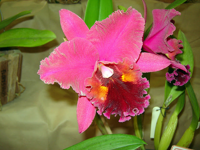 Orquídea Rhyncholaeliocattleya Chia Lin Orquídea Rhyncholaeliocattleya Chia Lin