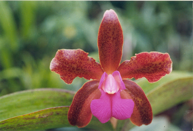 Orquídea Cattleya Mrs. Mahler ‘Mem. Fred Tompkins’ Orquídea Mrs. Mahler ‘Mem. Fred Tompkins’