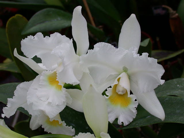 Orquídea Cattleya Queen Sirikhit ‘Diamond Crown’ Orquídea Cattleya Queen Sirikhit ‘Diamond Crown’