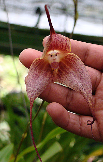 Orquídea “cara de mono” (Dracula simia) Orquídea “cara de mono” (Dracula simia)