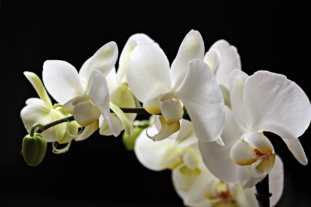 Orquídea de flor blanca Orquídea de flor blanca