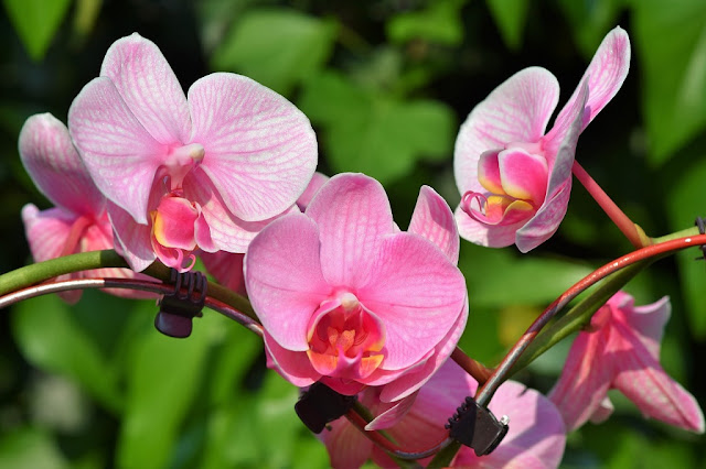 Orquídea con una guía de crecimiento para su cultivo Orquídea con una guía de crecimiento para su cultivo