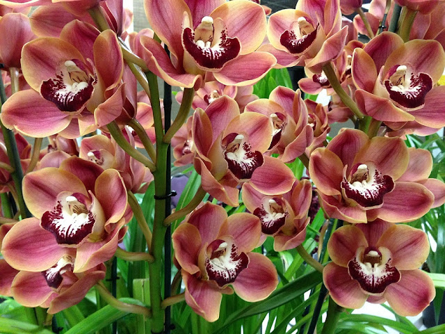 Orquídeas en floración Orquídeas en floración