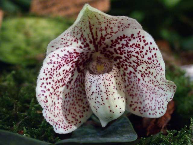 Orquídea Paphiopedilium godefroyae Orquídea Paphiopedilium godefroyae