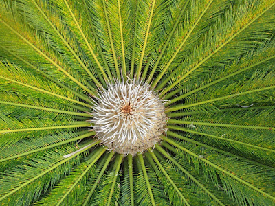 Roseta de hojas de Cyca revoluta