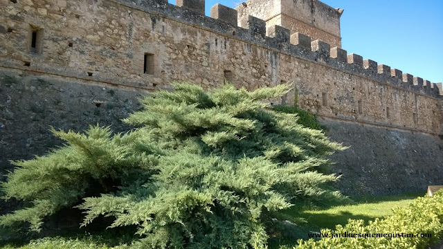 Enebro a los pies de la muralla del castillo de Niebla
