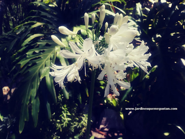 Agapanto de flor Blanca en los jardines “La Alameda” de Gibraltar