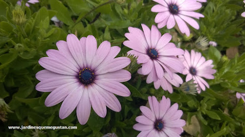 Margarita africana o Dimorphotheca ecklonis o Osteospermum ecklonis