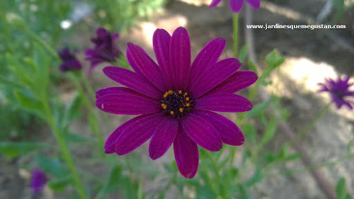 Margarita africana o Dimorphotheca ecklonis o Osteospermum ecklonis