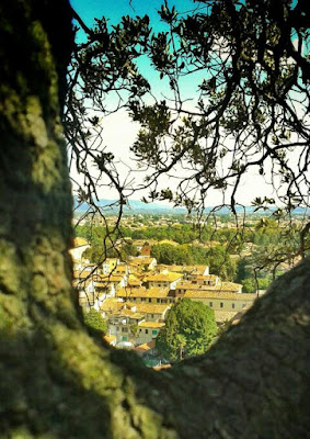 La ciudad de Lucca desde la Torre Guinigi