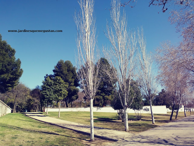 Álamos blancos de porte piramidal