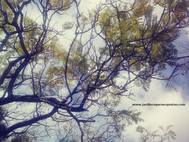 Jacarandas con podas en la copa