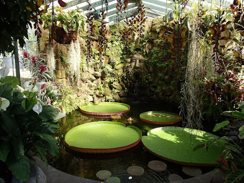 Invernadero en los Jardines La Mortella (Isla de Isquia) Invernadero en los Jardines La Mortella (Isla de Isquia)