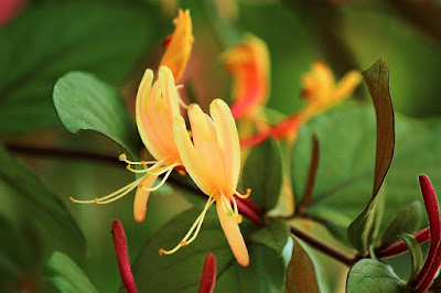 Madreselva (Lonicera japonica)