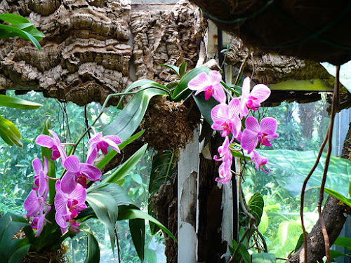 Orquídeas en el jardín La Mortella Orquídeas en el jardín La Mortella