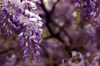 Glicinia (Wisteria sinensis)