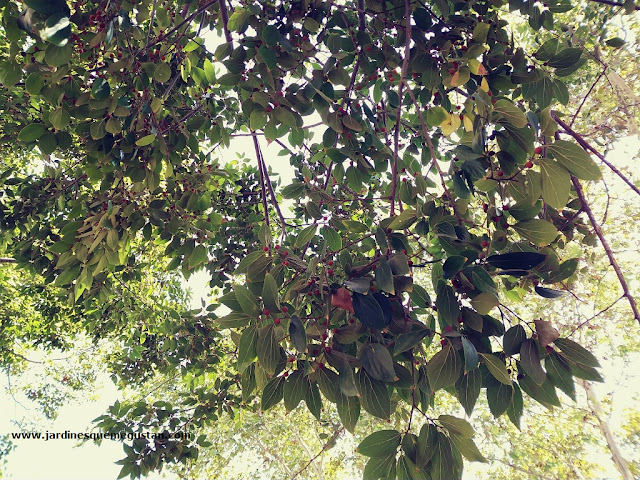 Hojas y frutos de Almez (Celtis australis)