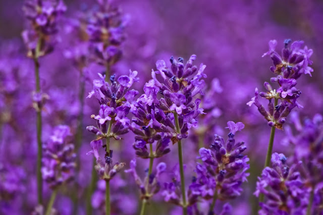 Lavanda