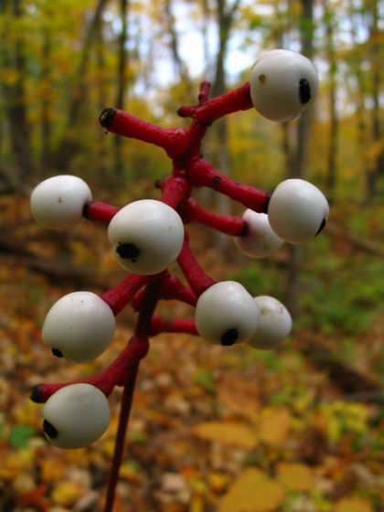 Ojos de muñeca (Actaea pachypoda)
