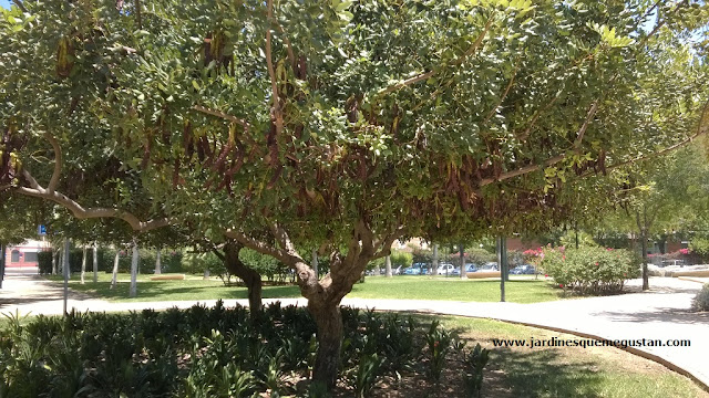 Algarrobo (Ceratonia siliqua)