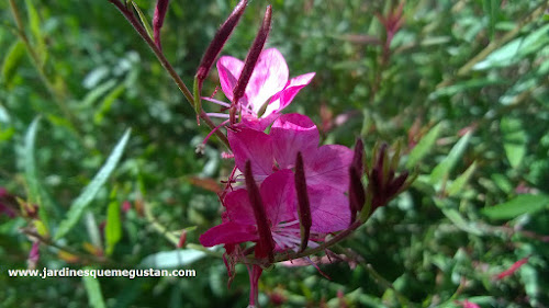 Cleome (Cleome hassleriana)
