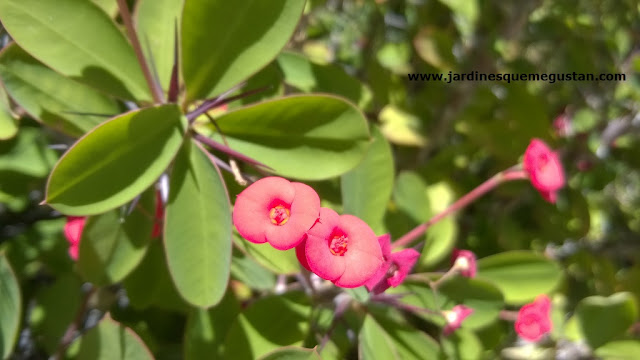 Euphorbia milii cuyo origen es Madagascar se cultiva en zonas verdes del sur de la Península Ibérica