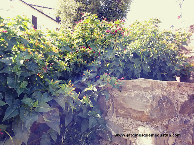 Dondiego de noche (Mirabilis jalapa)
