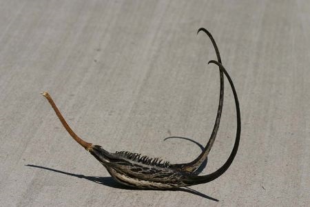 Fruto de Proboscidea louisianica, la Garra del Diablo