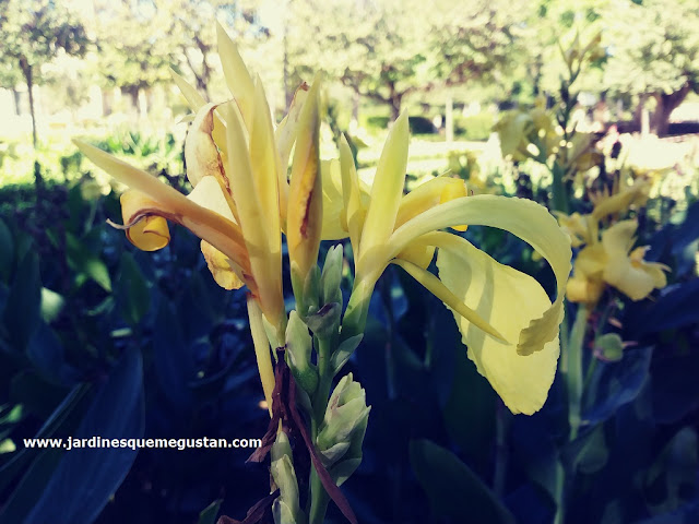Canna indica con flor amarillo anaranjado