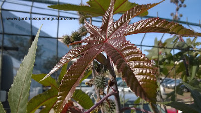 Hojas de tonalidad púrpura de ricino