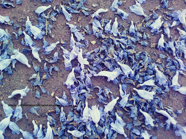 El “otoño” de flores de las Jacarandas en la ciudad. Éstas son las habituales, las de flor azul.