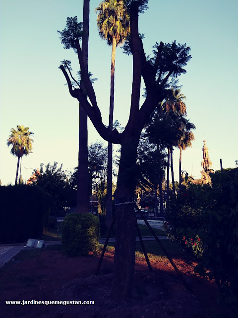 Jacaranda de flor blanca