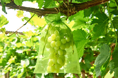 Grape Cape en uvas de mesa