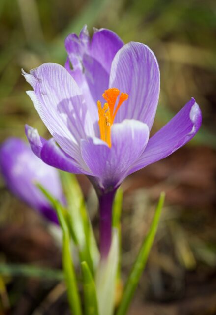 Crocus