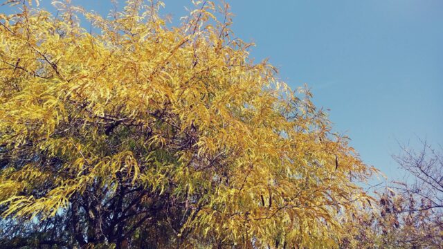 Debes tener cuidado al pisar bajo una gleditsia