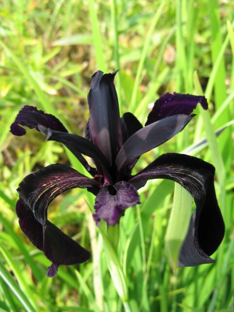 Iris