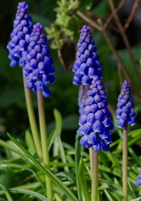 Muscari