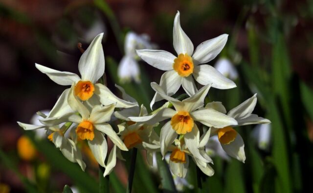 Narcisos