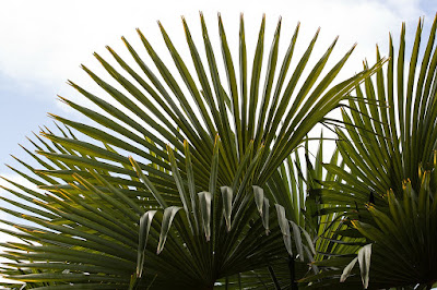 ¿Por qué los palmitos se comportan como plantas espontáneas?