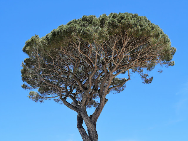 Qué peligros debes tener en cuenta al plantar pino piñonero en el jardín