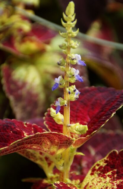 Coleo (Solenostemon scutellarioides)