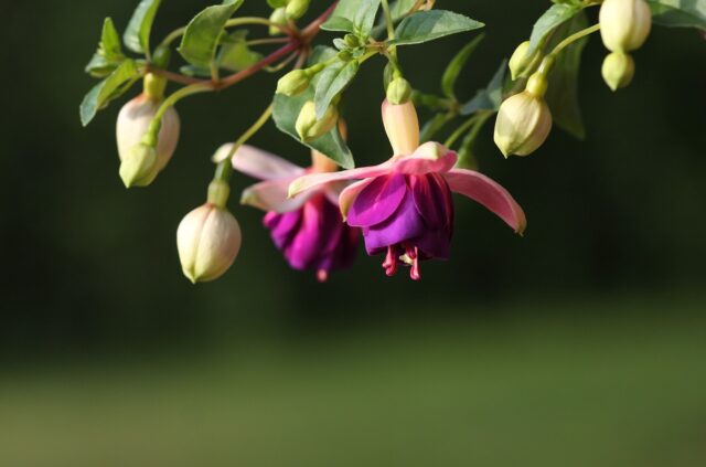 Fucsia