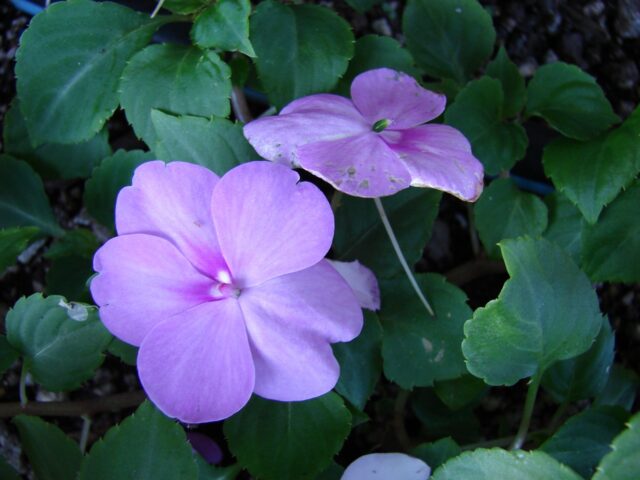 Impatiens