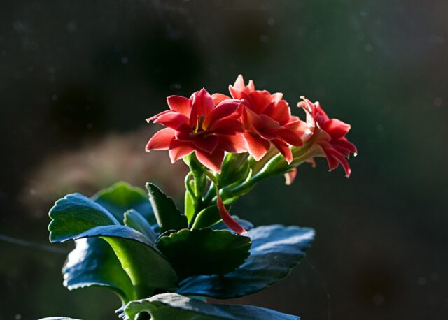 Kalanchoe