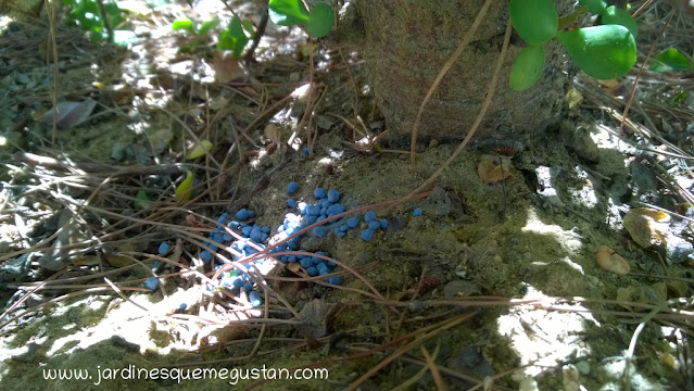 Abonado para plantas